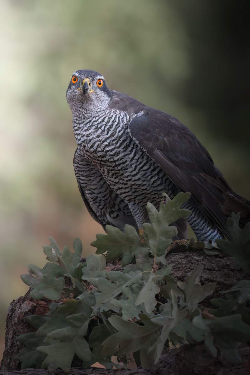 WILD EAGLES
