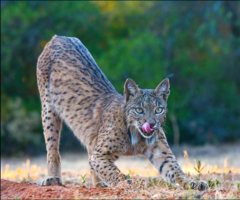WILD LYNX