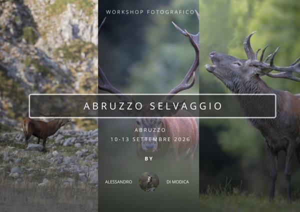 WILD ABRUZZO