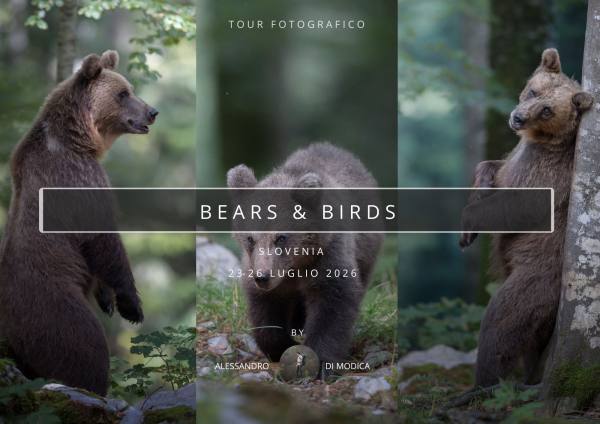 BEARS & BIRDS