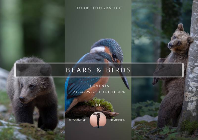 BEARS & BIRDS 23- 26 JULY 2026