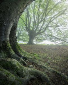 Alessandro Di Modica - Landscapes
