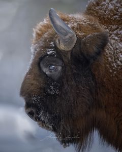 Alessandro Di Modica - Wildlife