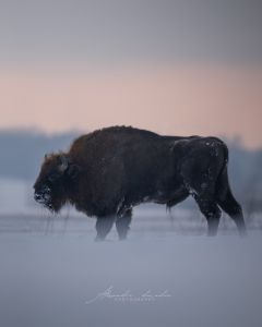 Alessandro Di Modica - Wildlife