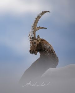 Alessandro Di Modica - Gallery