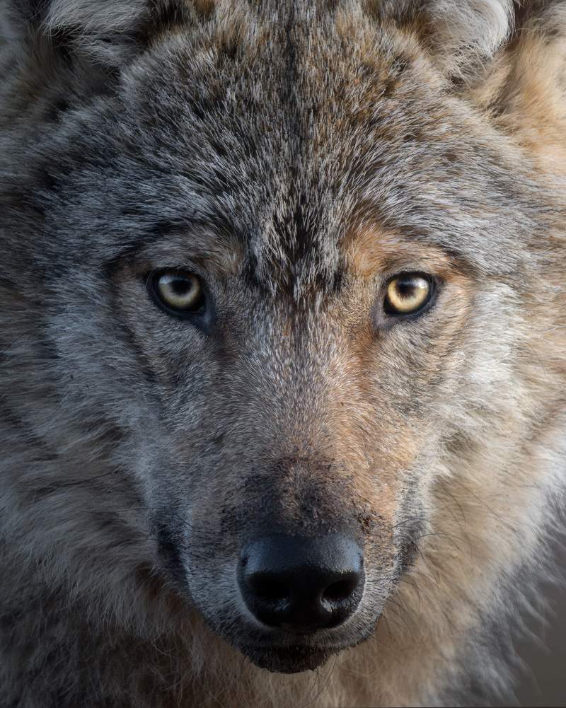 Wildlife