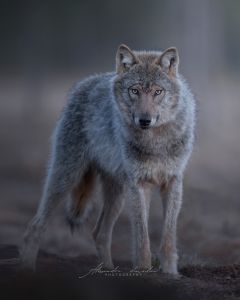 Alessandro Di Modica - Wildlife