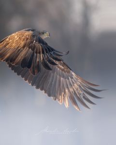 Alessandro Di Modica - Gallery