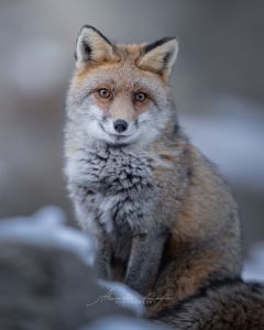 Alessandro Di Modica - Wildlife