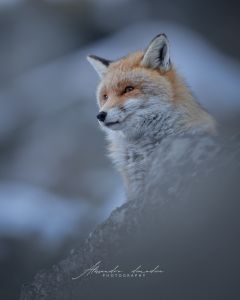 Alessandro Di Modica - Gallery