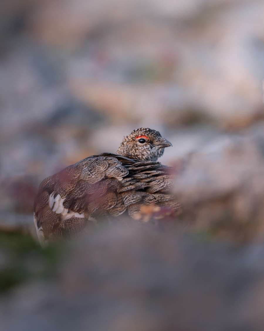 DSC_6072WEB