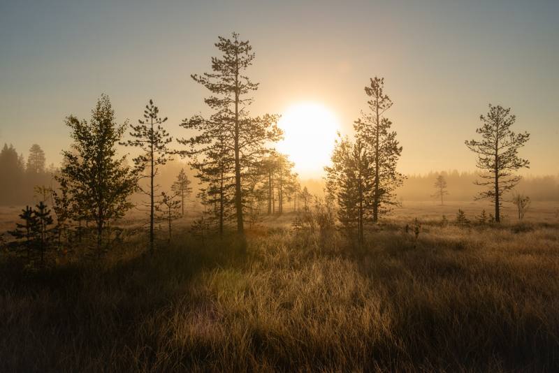 WOLVES & BEARS 28 APRIL - 03 MAY 2026