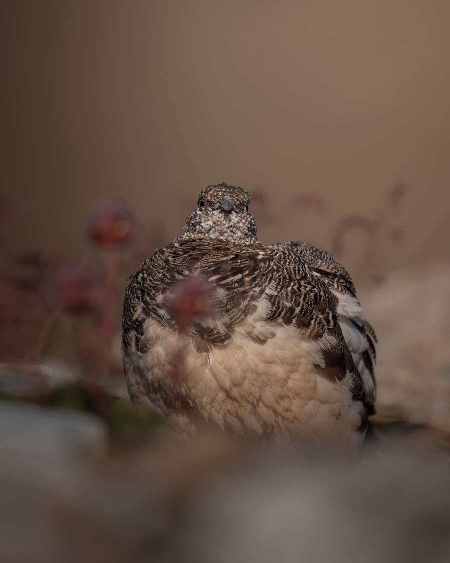DSC_6654WEB