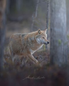 Alessandro Di Modica - Wildlife