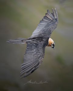 Alessandro Di Modica - Wildlife