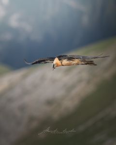 Alessandro Di Modica - Wildlife