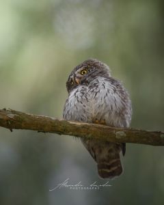 Alessandro Di Modica - Gallery