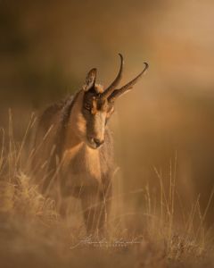 Alessandro Di Modica - Wildlife