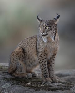 Alessandro Di Modica - Gallery