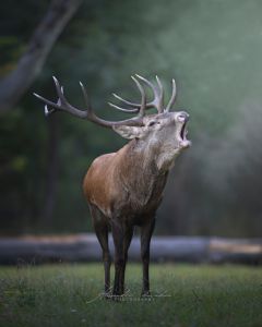 Alessandro Di Modica - Wildlife