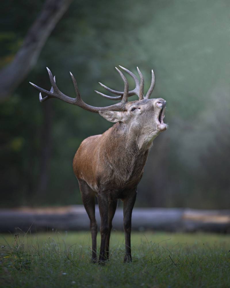 Red Deer
