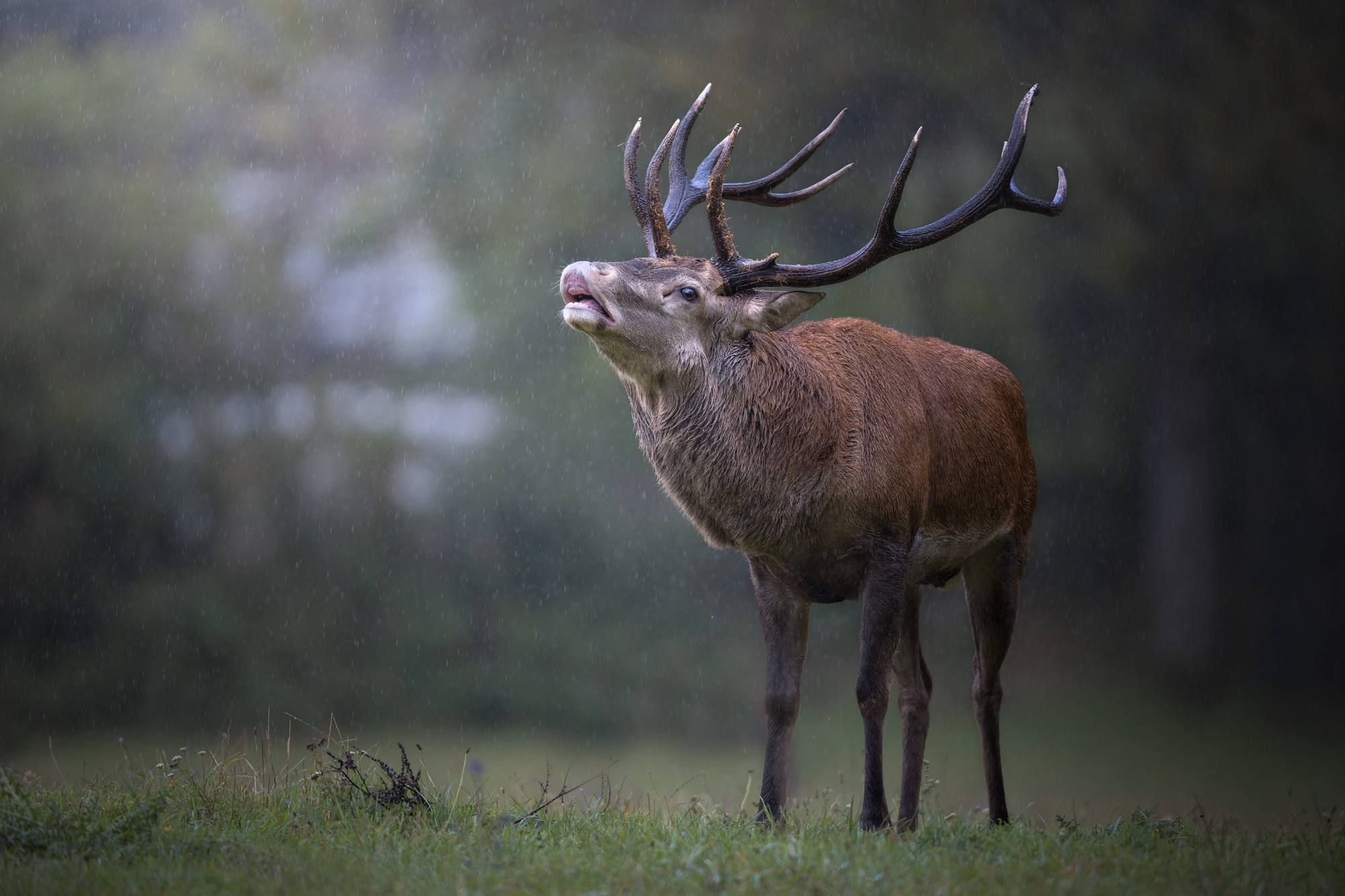 Alessandro Di Modica - Red Deer