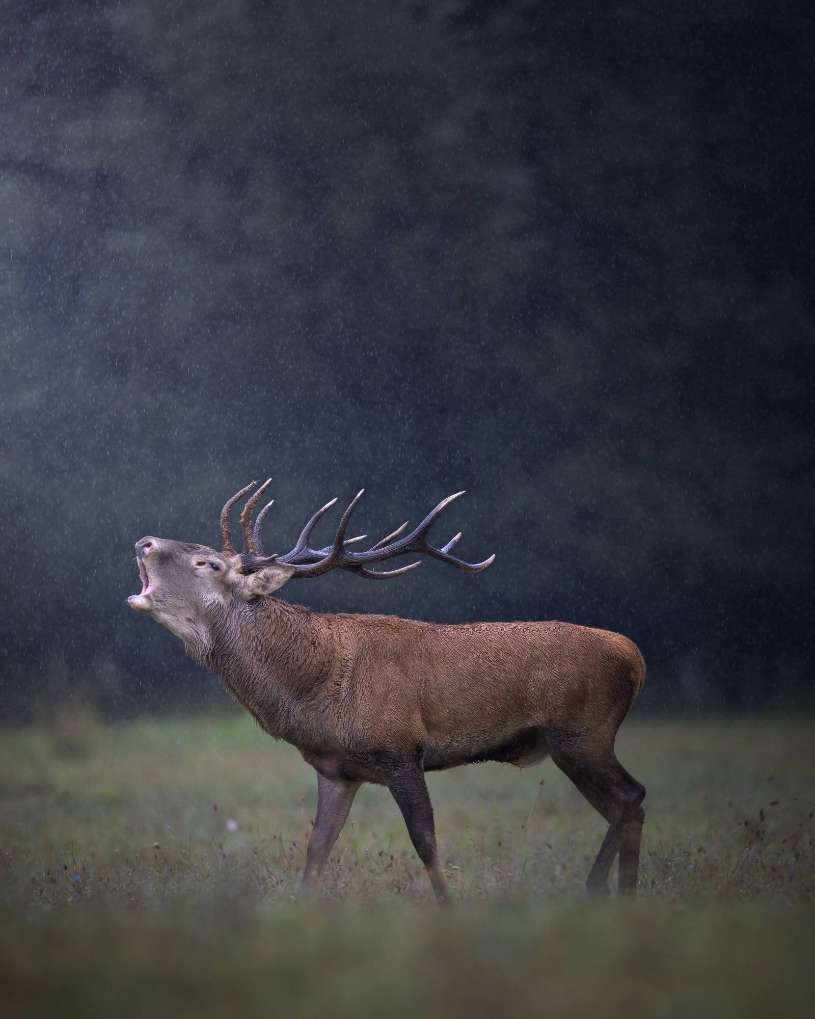 Alessandro Di Modica - Red Deer