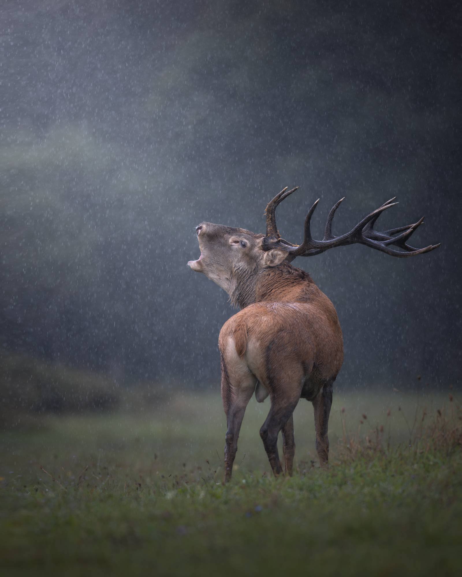 Alessandro Di Modica - Red Deer