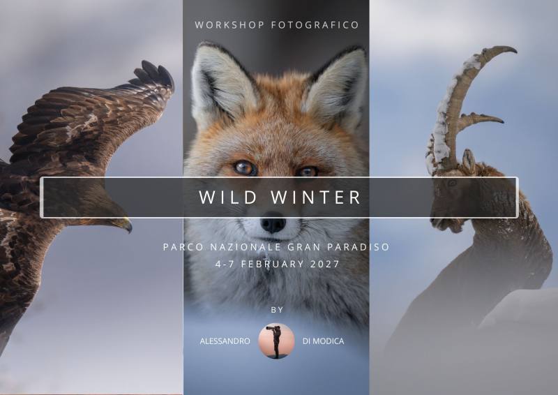 WILD WINTER 4-7 FEBRUARY 2027