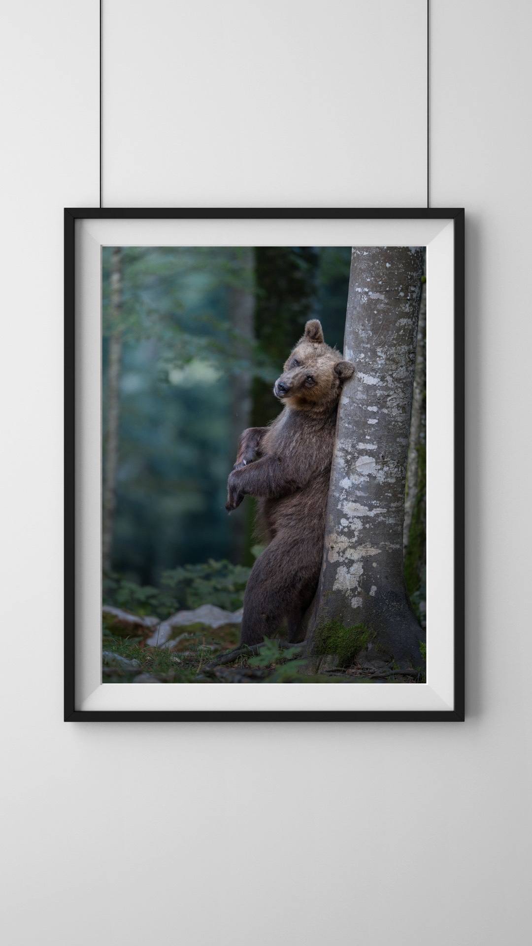 Alessandro Di Modica - Orso Bruno