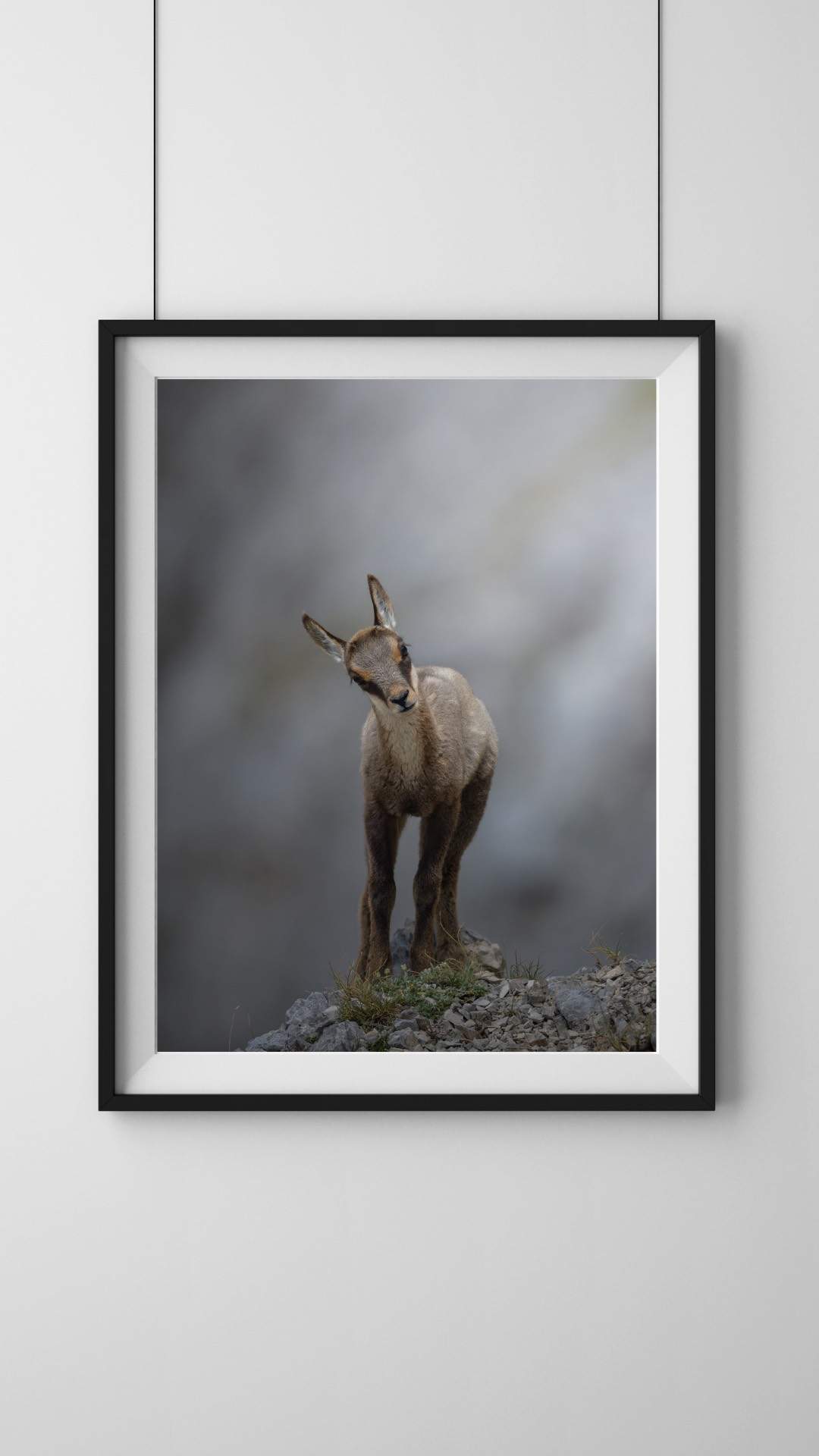 Alessandro Di Modica - Appennine Chamois