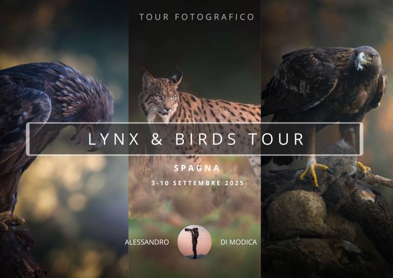 LYNX & BIRDS 3-10 NOVEMBRE 2025