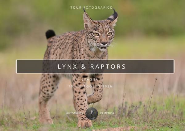 LYNX & RAPTORS