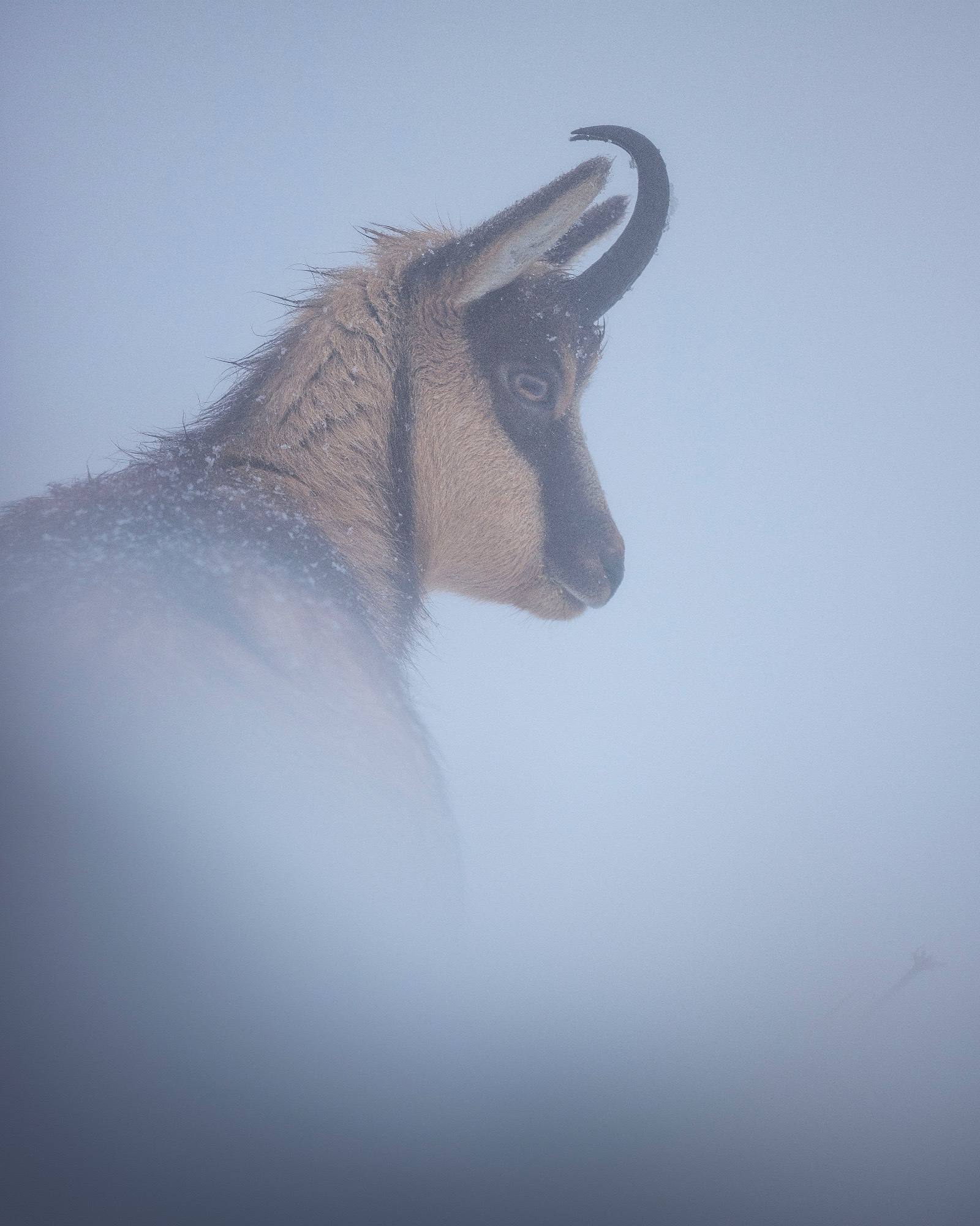 Alessandro Di Modica - Sibillini chamois