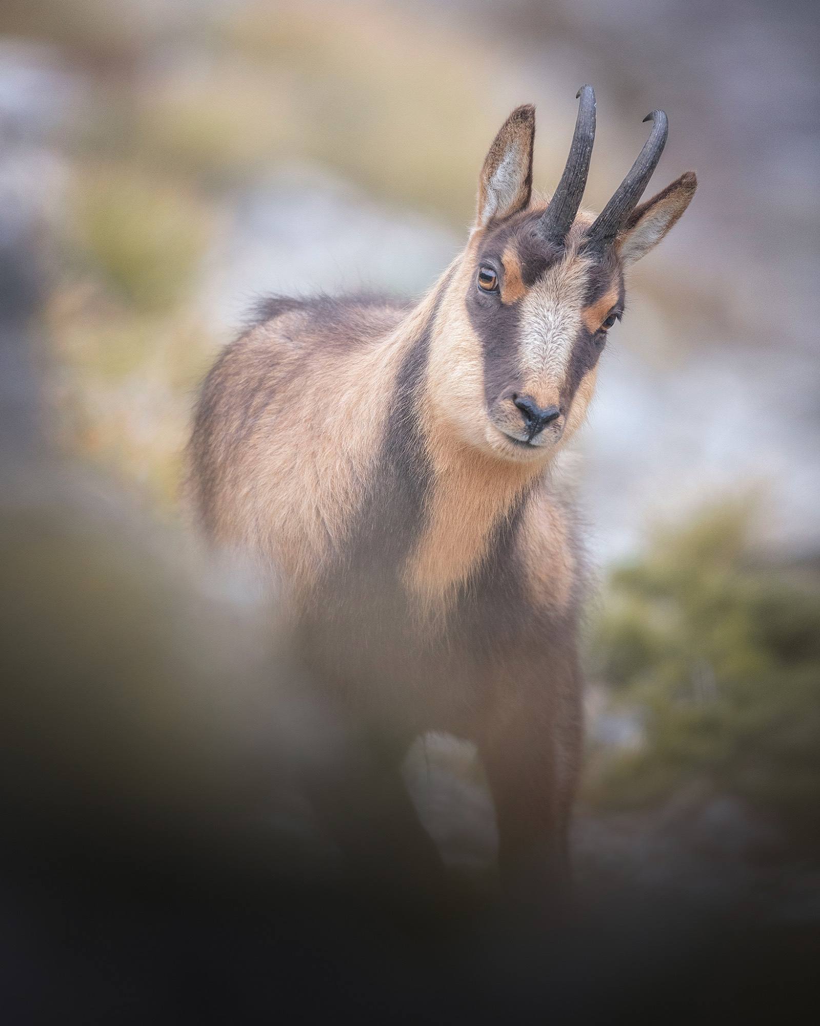 Alessandro Di Modica - Sibillini chamois