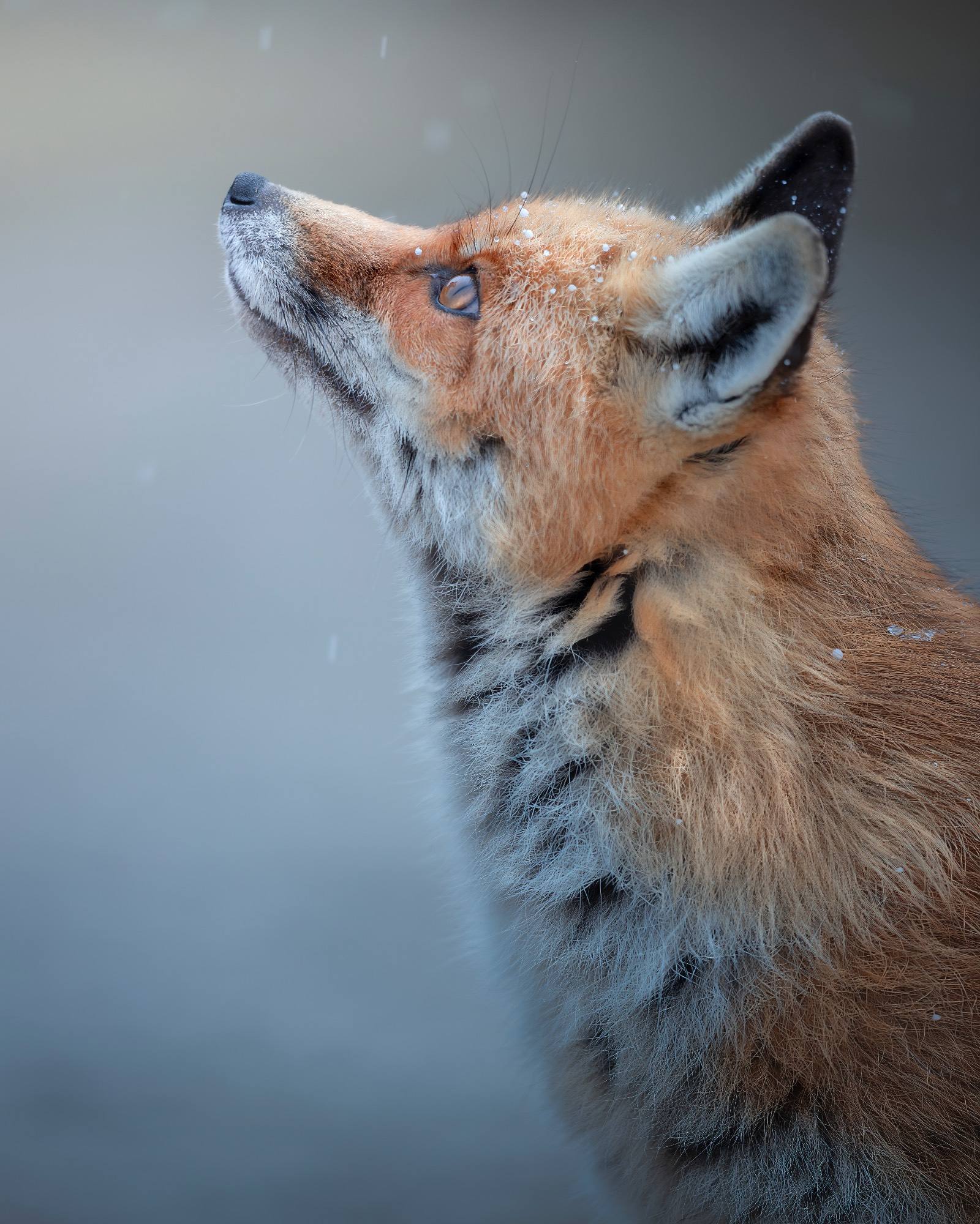 Alessandro Di Modica - Apennine Fox