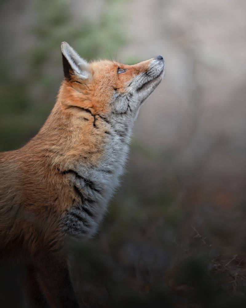 Apennine Fox