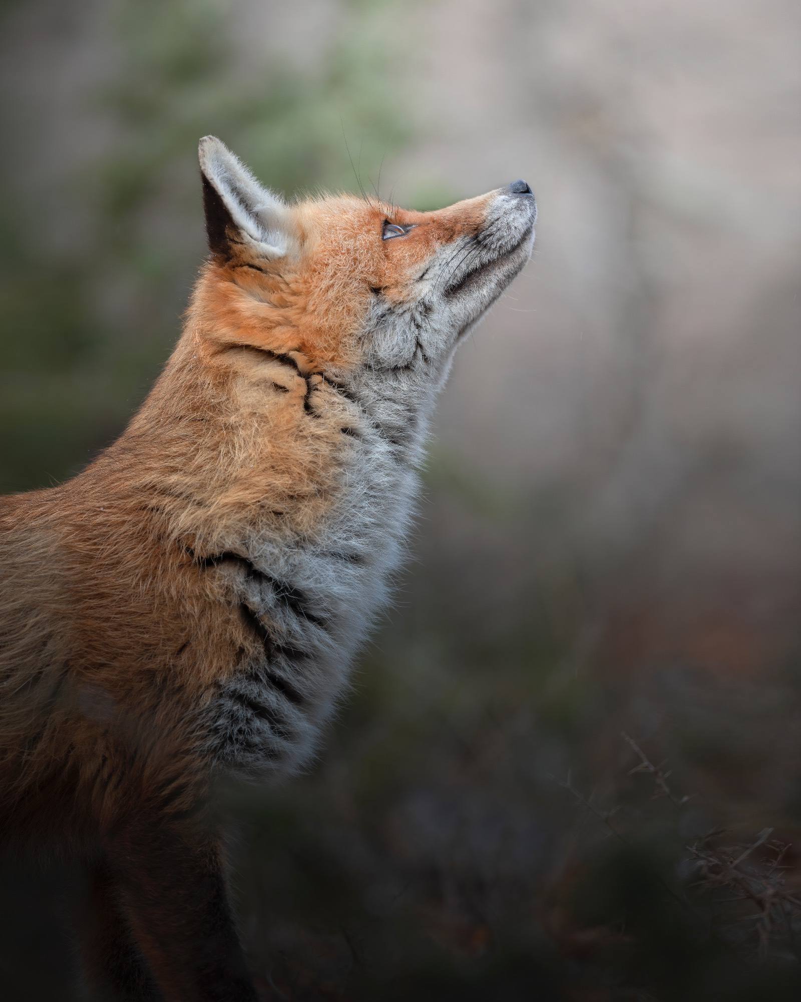 Alessandro Di Modica - Apennine Fox