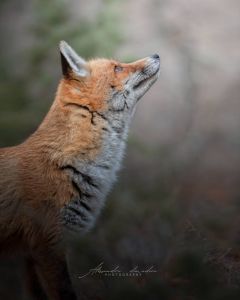 Alessandro Di Modica - Wildlife