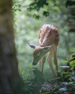 Alessandro Di Modica - Wildlife