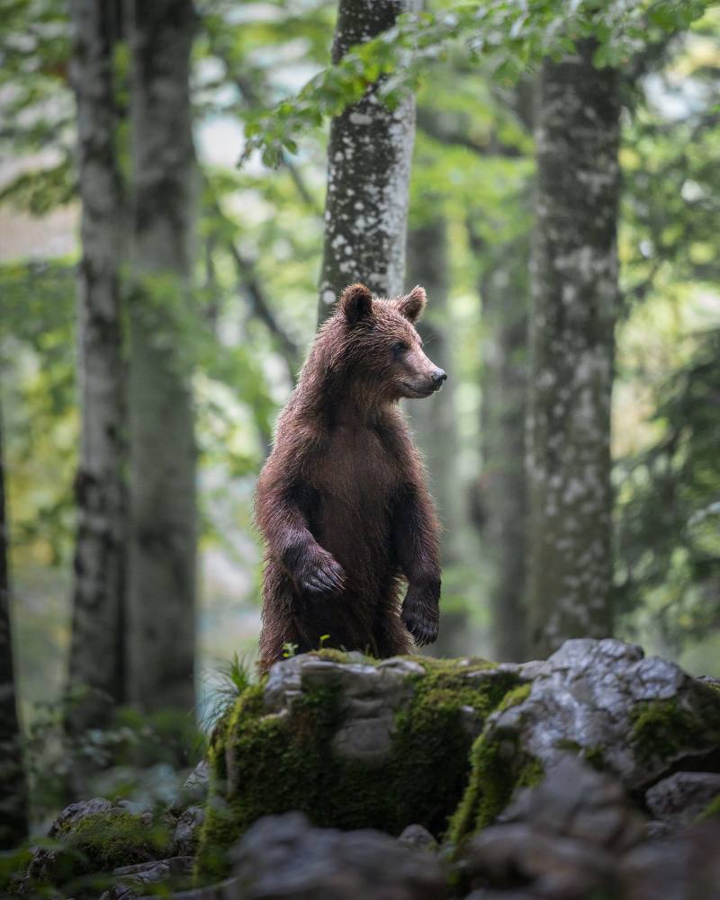 BEAR EXPEDITION 21-24 AGOSTO 2025