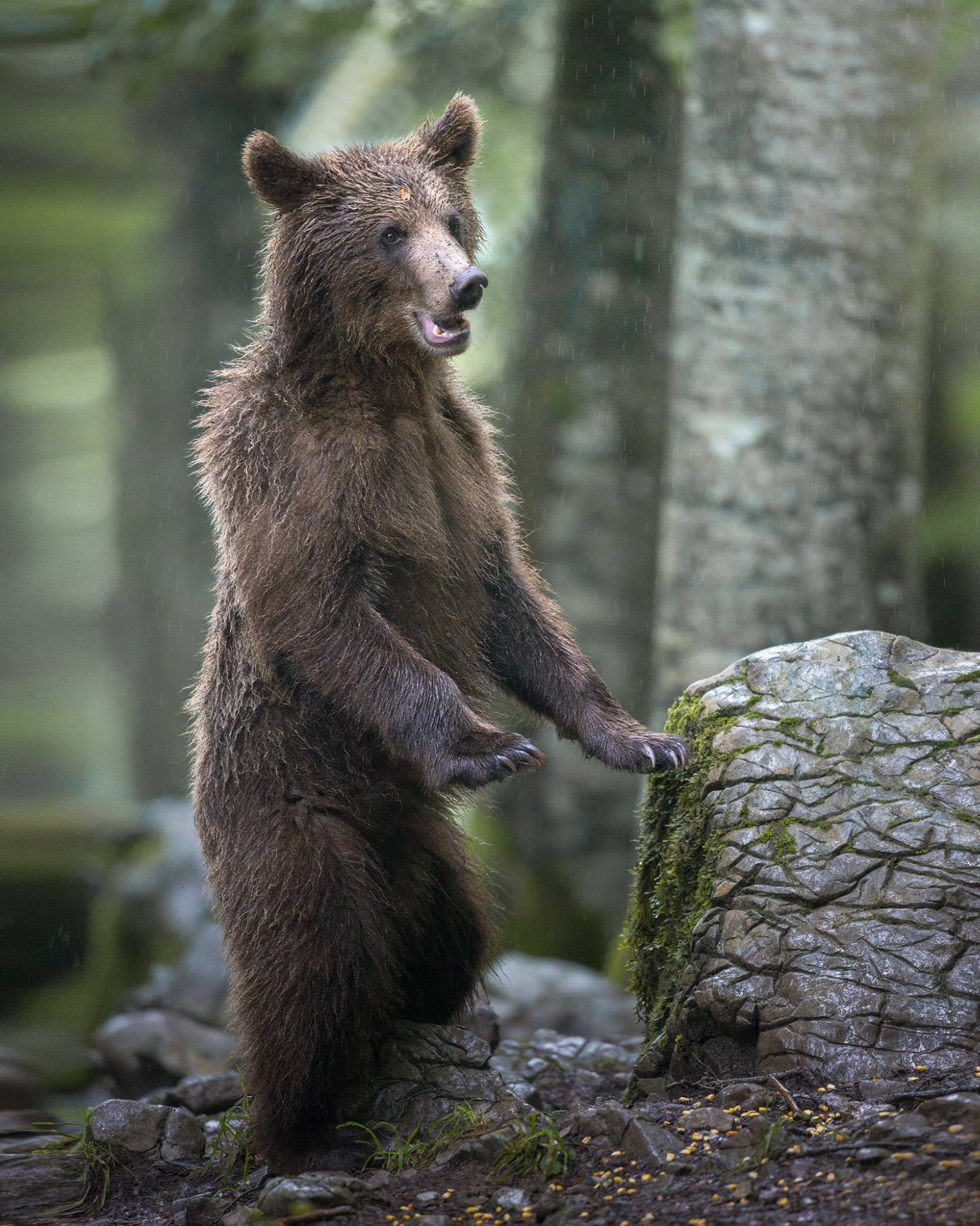 Alessandro Di Modica - Brown bear