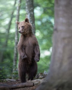 Alessandro Di Modica - Wildlife