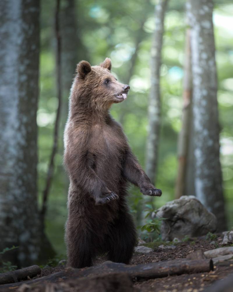 Brown bear