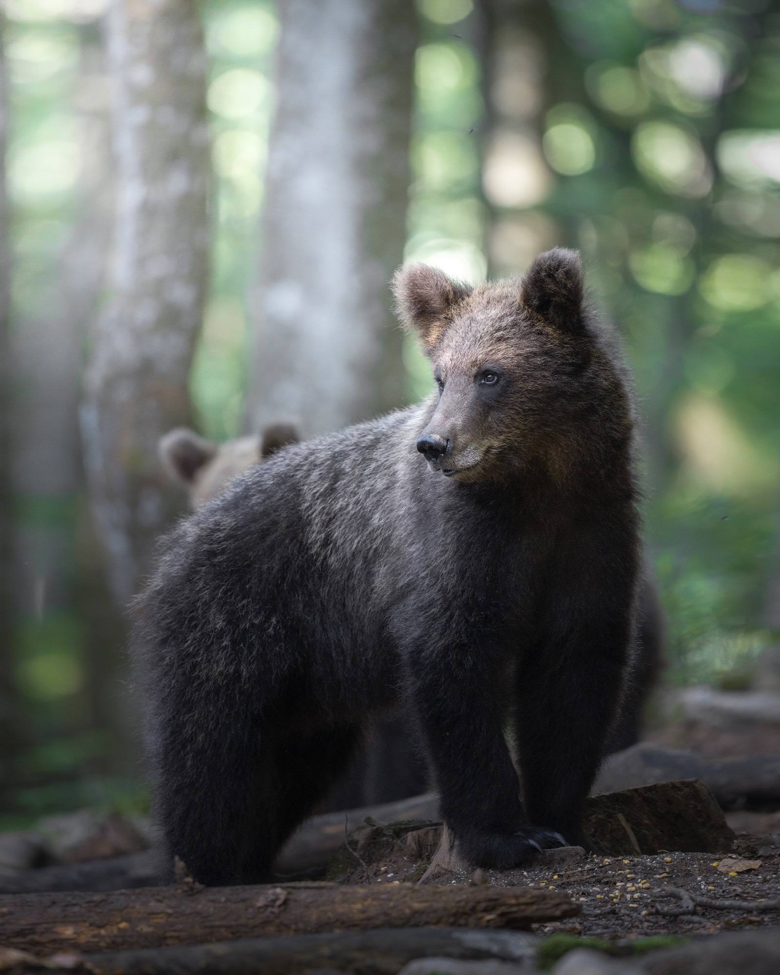 Alessandro Di Modica - Brown bear