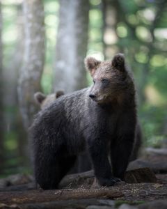 Alessandro Di Modica - Wildlife