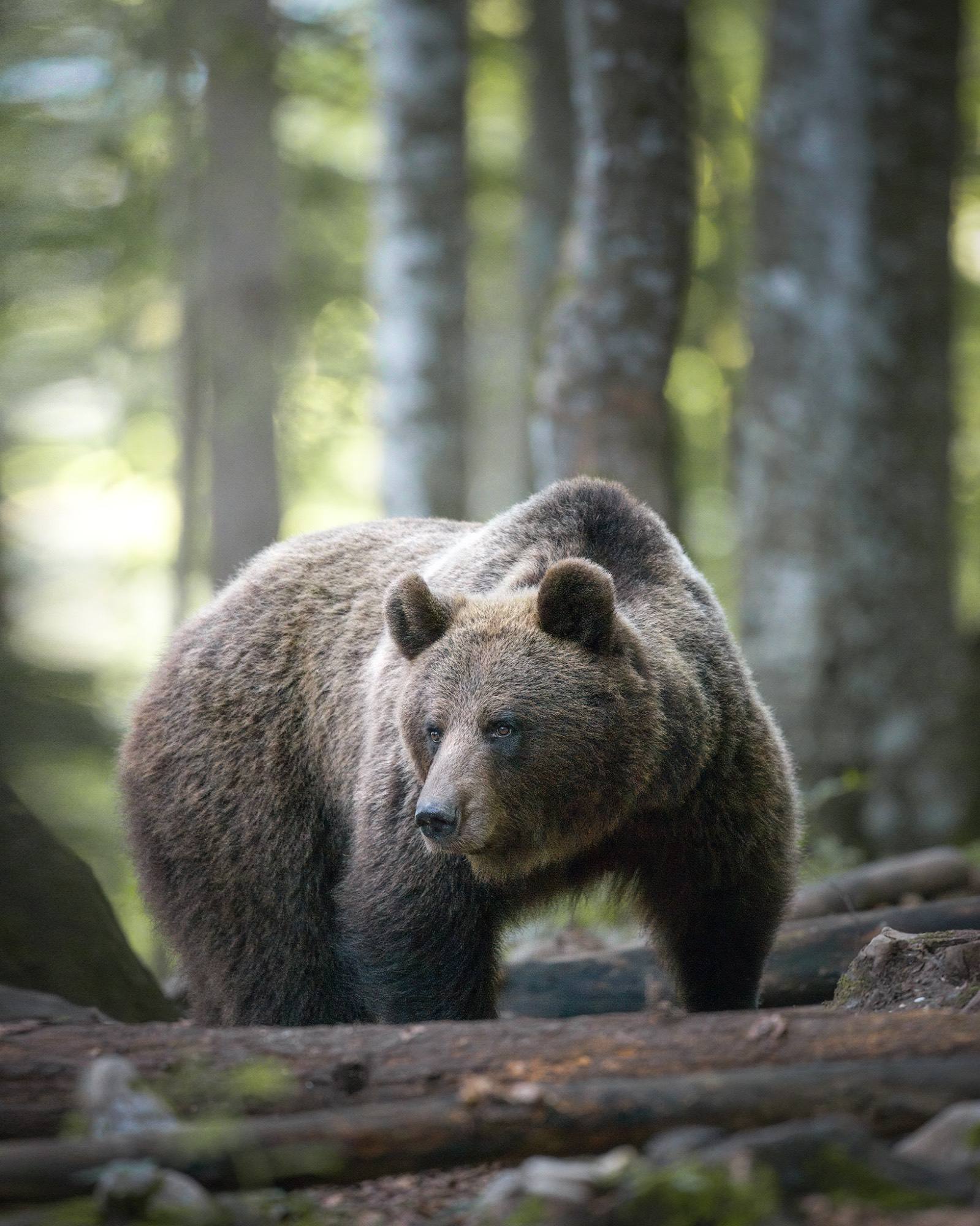 Alessandro Di Modica - Brown bear