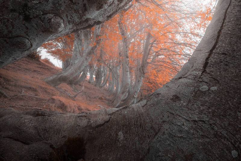LANDSCAPE