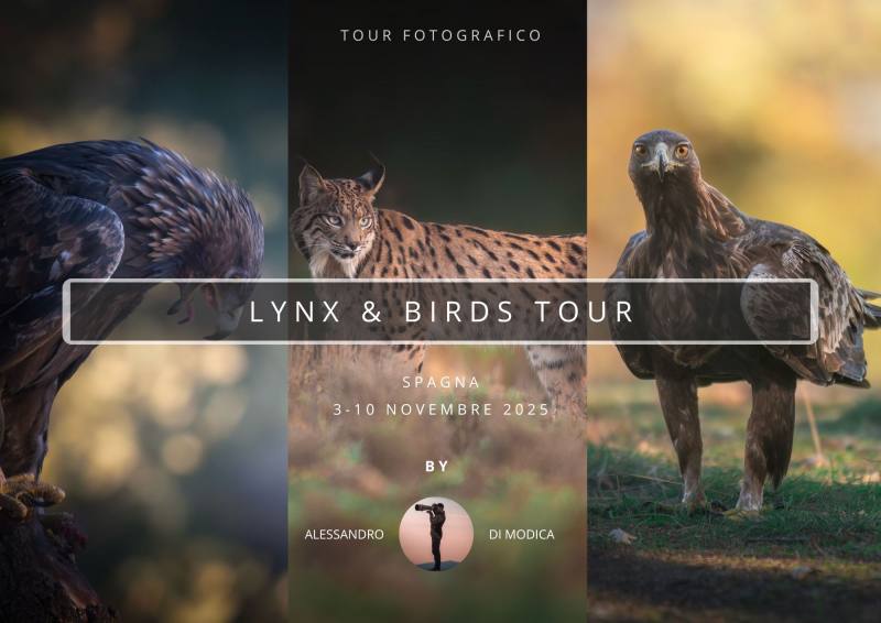 LYNX & BIRDS 3-10 NOVEMBRE 2025