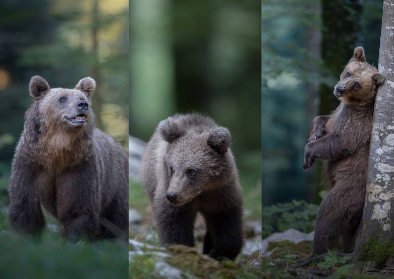 Orso Bruno